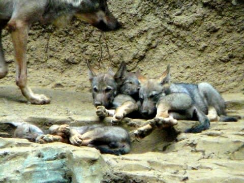 狼の親子写真 我が名は狼 天は未来を見つめ 地は過去を見つめ 人は現在を見つめる