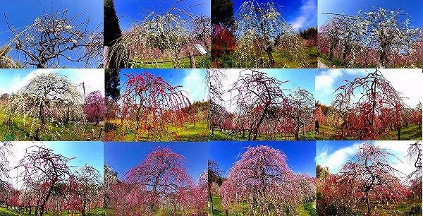 名古屋市農業センター しだれ梅まつり あさや んのブログ 四季の花めぐり