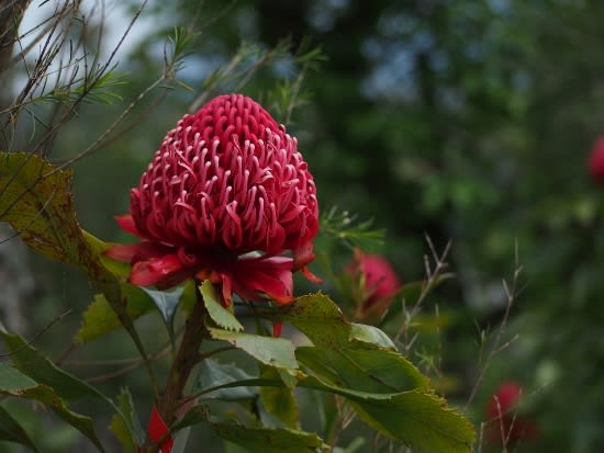 オーストラリア など の花が咲く庭 伊豆高原 天城シカの し ちゃん 伊豆日記