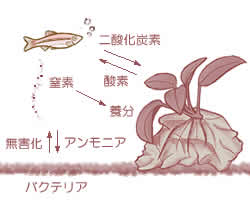 水槽の中で熱帯魚、水草、バクテリアによる自然界と同じ循環を再現する
