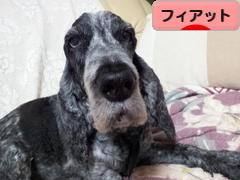 にほんブログ村 車ブログ フィアットへ