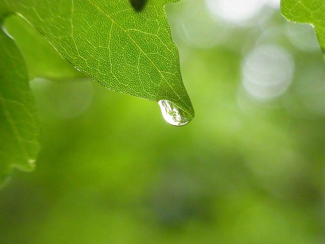 雨