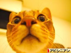 にほんブログ村 猫ブログ アビシニアンへ