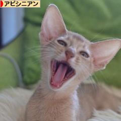 にほんブログ村 猫ブログ アビシニアンへ