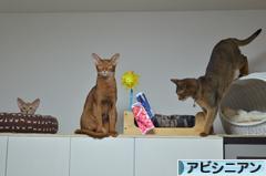 にほんブログ村 猫ブログ アビシニアンへ