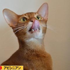 にほんブログ村 猫ブログ アビシニアンへ