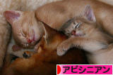 にほんブログ村 猫ブログ アビシニアンへ