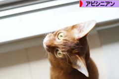 にほんブログ村 猫ブログ アビシニアンへ