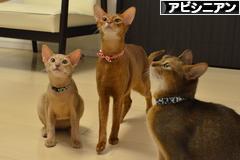 にほんブログ村 猫ブログ アビシニアンへ