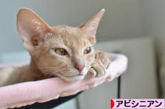 にほんブログ村 猫ブログ アビシニアンへ