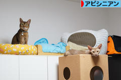 にほんブログ村 猫ブログ アビシニアンへ