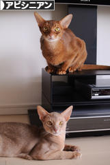 にほんブログ村 猫ブログ アビシニアンへ