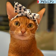 にほんブログ村 猫ブログ アビシニアンへ