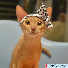 にほんブログ村 猫ブログ アビシニアンへ