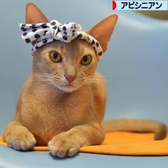 にほんブログ村 猫ブログ アビシニアンへ