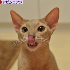 にほんブログ村 猫ブログ アビシニアンへ