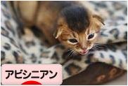にほんブログ村 猫ブログ アビシニアンへ