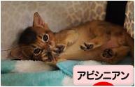 にほんブログ村 猫ブログ アビシニアンへ