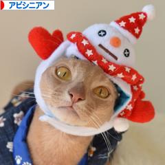 にほんブログ村 猫ブログ アビシニアンへ