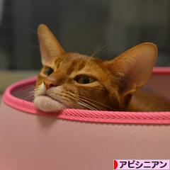 にほんブログ村 猫ブログ アビシニアンへ