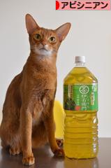 にほんブログ村 猫ブログ アビシニアンへ