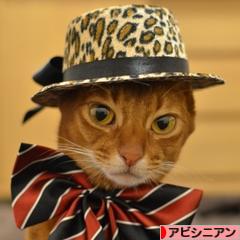 にほんブログ村 猫ブログ アビシニアンへ