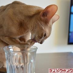 にほんブログ村 猫ブログ アビシニアンへ
