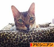 にほんブログ村 猫ブログ アビシニアンへ