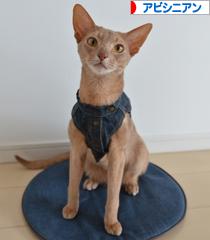にほんブログ村 猫ブログ アビシニアンへ