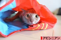 にほんブログ村 猫ブログ アビシニアンへ