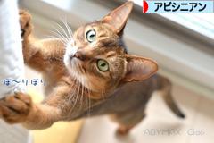 にほんブログ村 猫ブログ アビシニアンへ