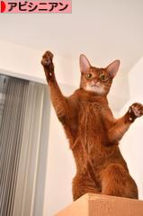 にほんブログ村 猫ブログ アビシニアンへ