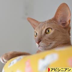にほんブログ村 猫ブログ アビシニアンへ