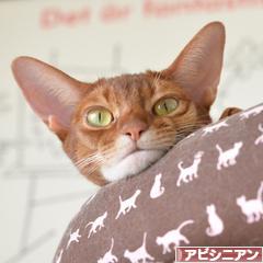 にほんブログ村 猫ブログ アビシニアンへ