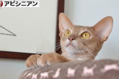 にほんブログ村 猫ブログ アビシニアンへ