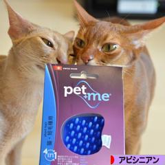 にほんブログ村 猫ブログ アビシニアンへ