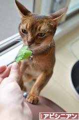 にほんブログ村 猫ブログ アビシニアンへ