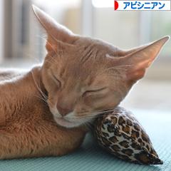 にほんブログ村 猫ブログ アビシニアンへ