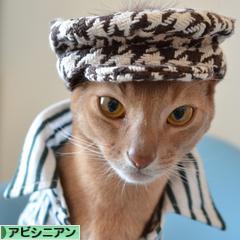 にほんブログ村 猫ブログ アビシニアンへ