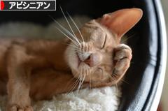 にほんブログ村 猫ブログ アビシニアンへ