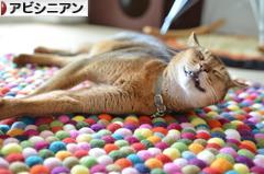 にほんブログ村 猫ブログ アビシニアンへ