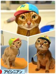 にほんブログ村 猫ブログ アビシニアンへ