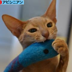 にほんブログ村 猫ブログ アビシニアンへ