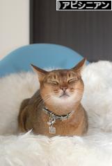 にほんブログ村 猫ブログ アビシニアンへ