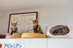 にほんブログ村 猫ブログ アビシニアンへ