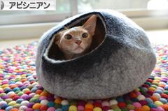 にほんブログ村 猫ブログ アビシニアンへ