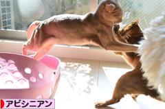 にほんブログ村 猫ブログ アビシニアンへ