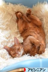 にほんブログ村 猫ブログ アビシニアンへ