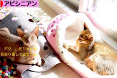 にほんブログ村 猫ブログ アビシニアンへ