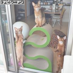 にほんブログ村 猫ブログ アビシニアンへ